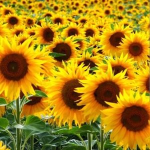 Meet your Posher, Elena